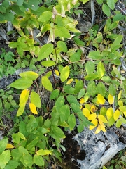 Apocynum androsaemifolium