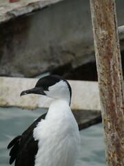 Phalacrocorax fuscescens