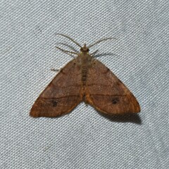 Mellilla xanthometata