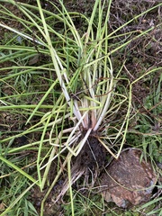 Carex virgata