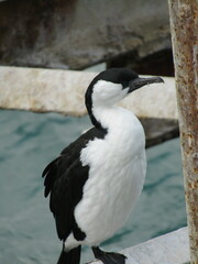 Phalacrocorax fuscescens