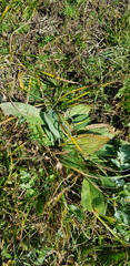 Plantago depressa