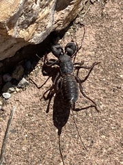 Mastigoproctus giganteus