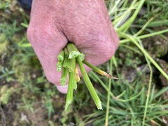 Carex virgata