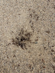 Pogonomyrmex rugosus