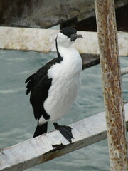 Phalacrocorax fuscescens
