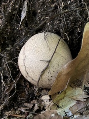 Scleroderma areolatum