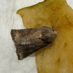 Lacinipolia meditata