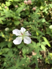 Geranium richardsonii