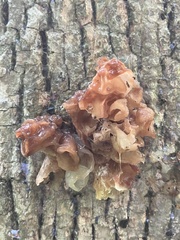 Phaeotremella frondosa