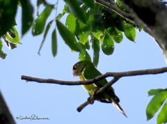 Eupsittula canicularis