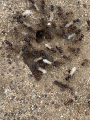 Pogonomyrmex rugosus