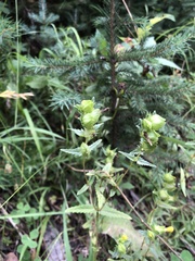 Rhinanthus minor