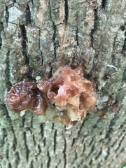 Phaeotremella frondosa