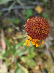 Gaillardia aristata