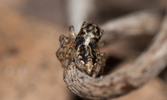 Maratus