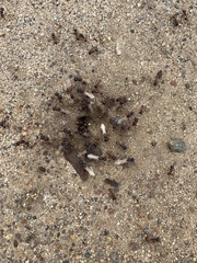 Pogonomyrmex rugosus