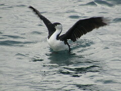Phalacrocorax fuscescens