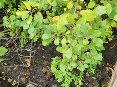 Frangula alnus