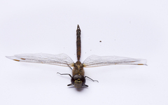 Rhionaeschna diffinis