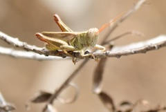 Melanoplus yarrowii