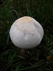 Leucoagaricus leucothites