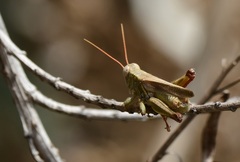 Melanoplus yarrowii