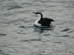 Phalacrocorax fuscescens