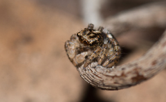 Maratus