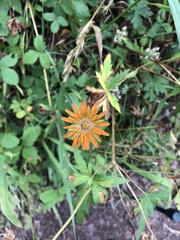 Agoseris aurantiaca
