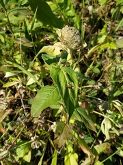 Monarda fistulosa