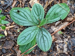 Lithospermum tuberosum