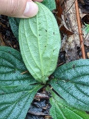 Lithospermum tuberosum