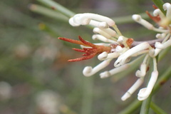 Hakea rostrata
