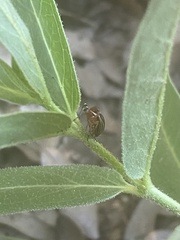 Phylloscelis atra