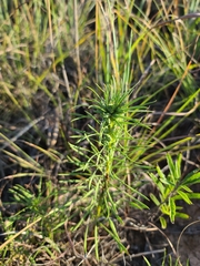 Liatris punctata