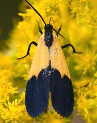 Lycomorpha pholus