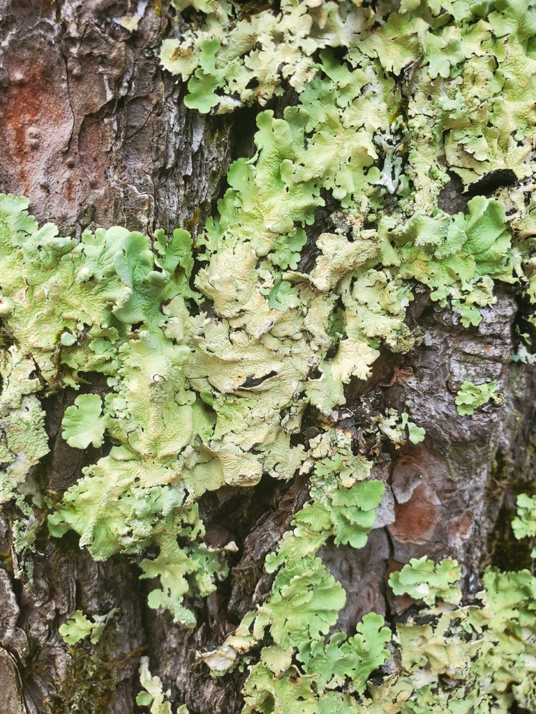 common greenshield lichen from Amnicon, WI, USA on September 11, 2022 ...
