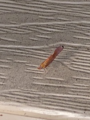 Apache degeeri