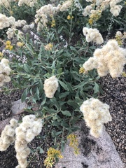 Solidago multiradiata