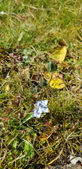 Lomatogonium carinthiacum