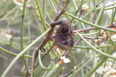 Hakea rostrata