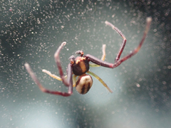Misumena vatia