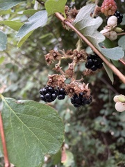 Rubus