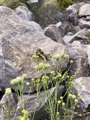 Chlosyne californica