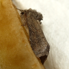 Lacinipolia meditata