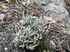 Cladonia coniocraea