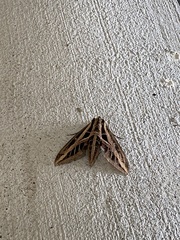 Eumorpha fasciatus