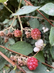 Rubus