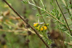 Melanoplus yarrowii